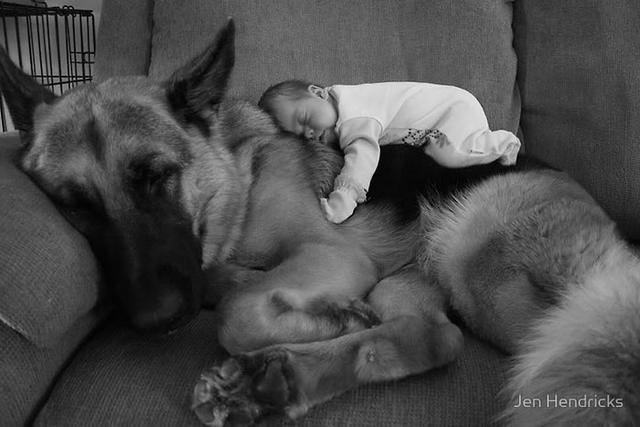 Köpeklerin Bebeklerle Olan İnanılmaz Dostluğu