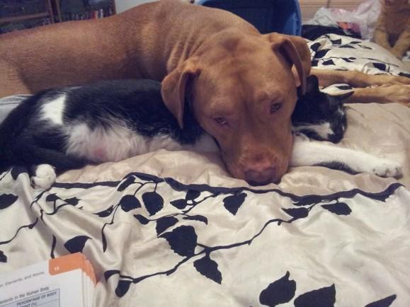 Kediler Ve Pitbulllar