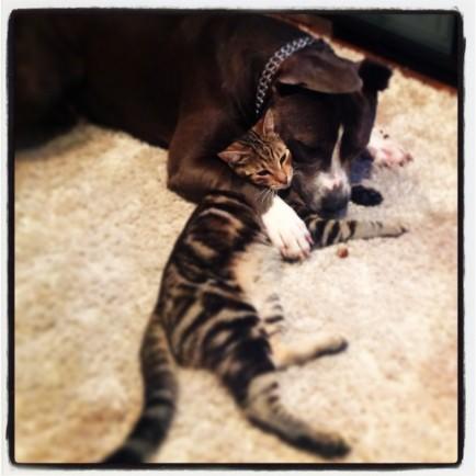 Kediler Ve Pitbulllar