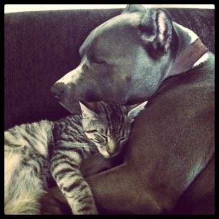 Kediler Ve Pitbulllar