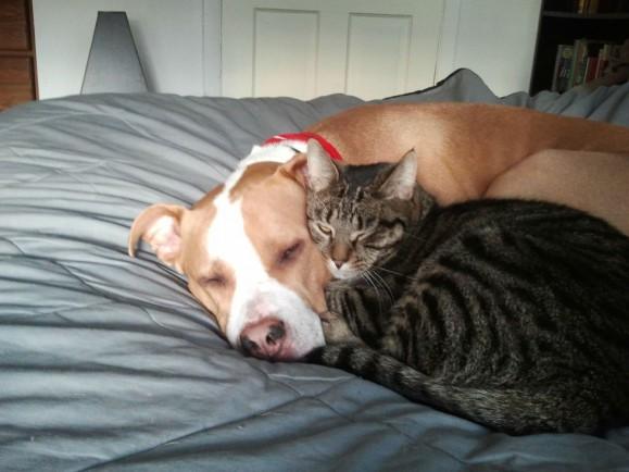 Kediler Ve Pitbulllar