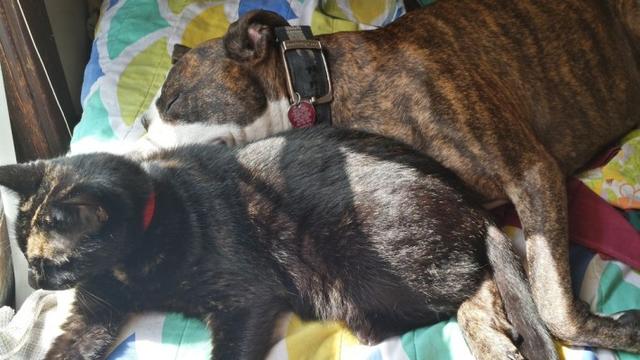 Kediler Ve Pitbulllar
