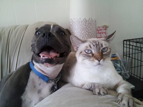 Kediler Ve Pitbulllar