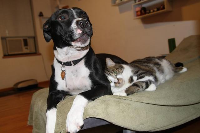 Kediler Ve Pitbulllar