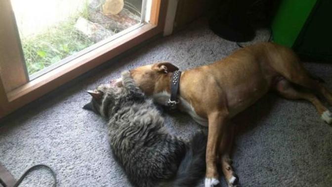 Kediler Ve Pitbulllar
