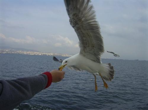 Türklere Özgü Davranışlar