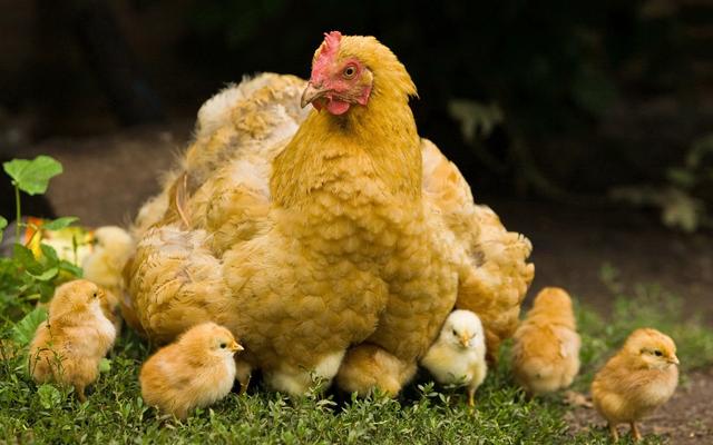 Vahşi Doğadaki Anneler