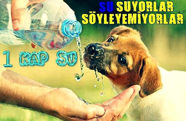 Karpuz Kabuğu Denize Düştü
