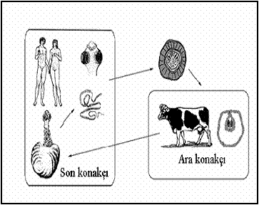Hayvanlardan İnsanlara Bulaşan (Zoonoz) Hastalıklar