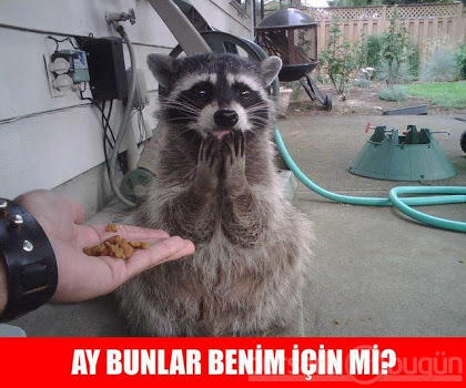 Türkiye'den Aşk İlişkileri