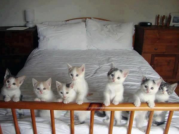 Minik Bir Dost Edinmeye Ne Dersin?