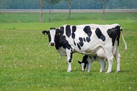 "Veal Meat" Nedir?