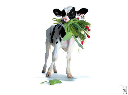 "Veal Meat" Nedir?