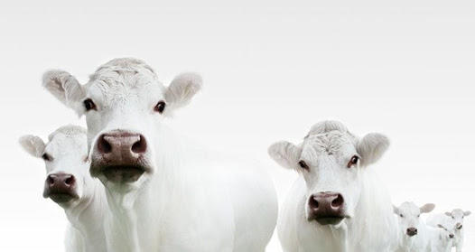"Veal Meat" Nedir?