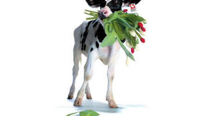 "Veal Meat" Nedir?