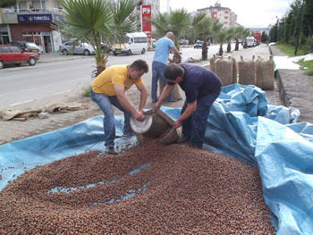 Fındık Ayı Nasıl Geçer?
