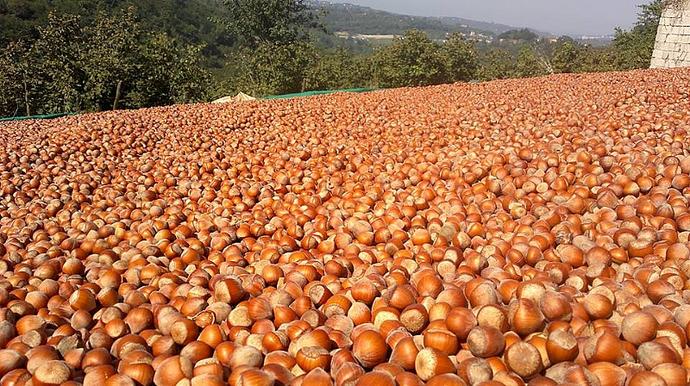 Fındık Ayı Nasıl Geçer?