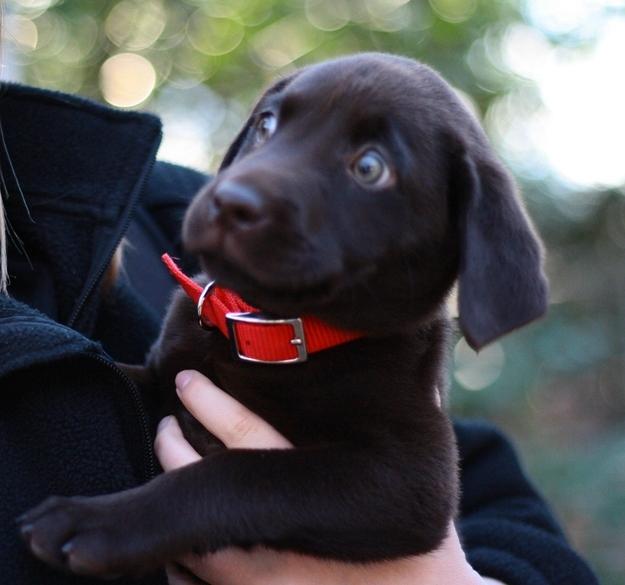 Köpekleri Anlamanın Yolları