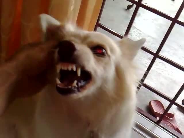 Köpekleri Anlamanın Yolları