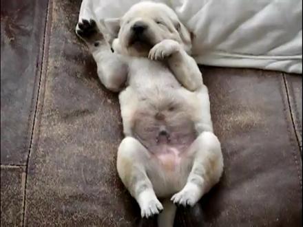 Köpekleri Anlamanın Yolları