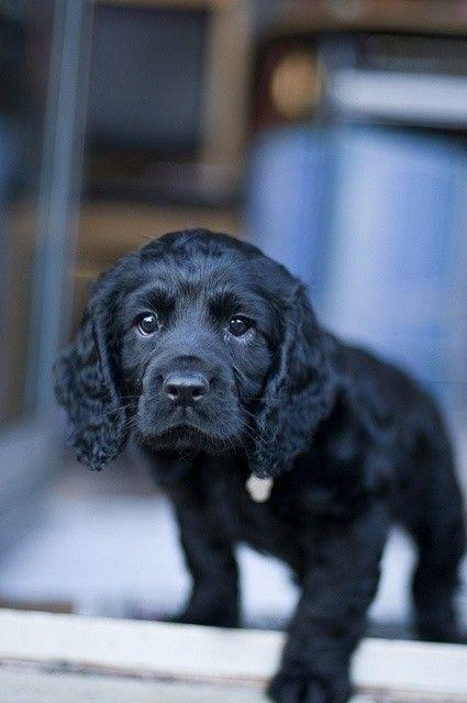 Köpekleri Anlamanın Yolları