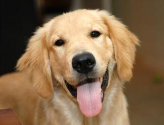Köpekleri Anlamanın Yolları