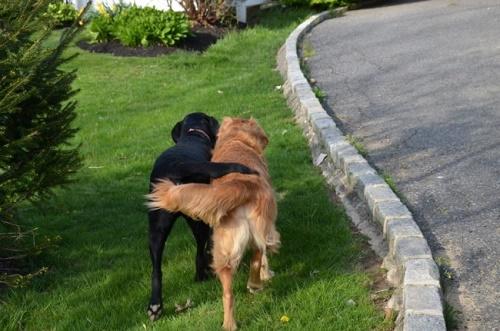 Köpekleri Anlamanın Yolları