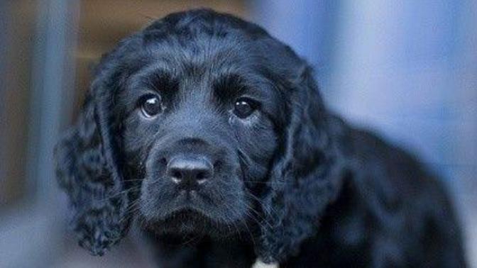 Köpekleri Anlamanın Yolları