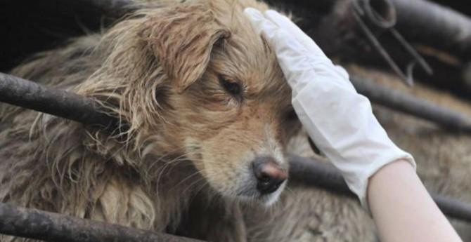 Stop Yulin 2015