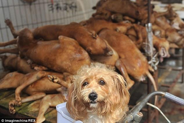 Stop Yulin 2015