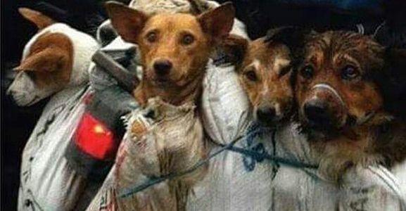 Stop Yulin 2015