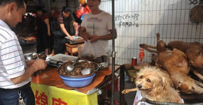 Stop Yulin 2015