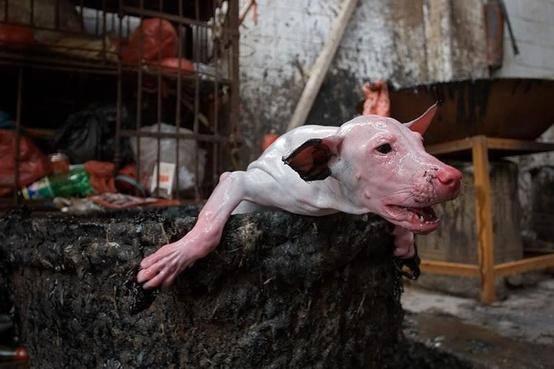 Stop Yulin 2015