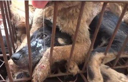 Stop yulin 2015