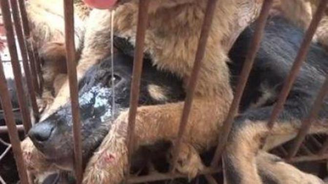 Stop Yulin 2015
