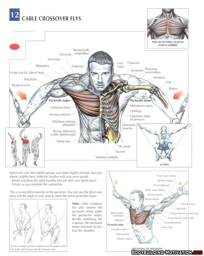 Chest - Triceps Workout Kısa Sürede Şişkin Kol ve Göğüsler