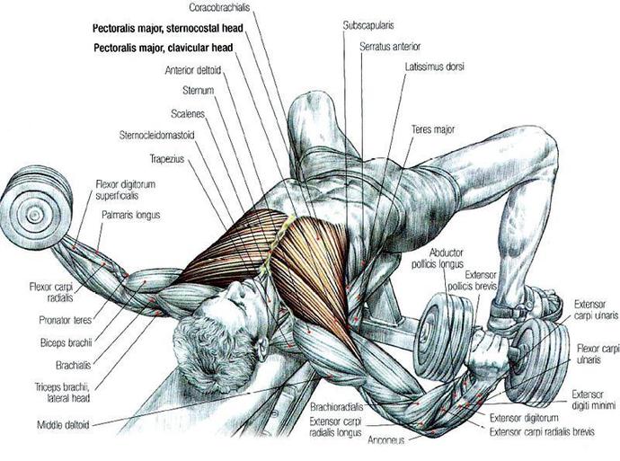 Chest - Triceps Workout Kısa Sürede Şişkin Kol ve Göğüsler