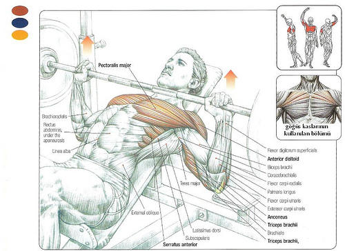 Chest-Triceps Workout Kısa Sürede Şişkin Kol ve Göğüs