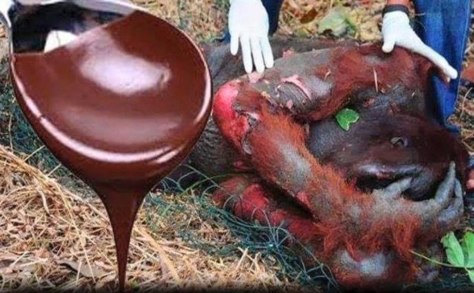 Hayvanlar Aleminin Korkulu Rüyası ''İnsan''