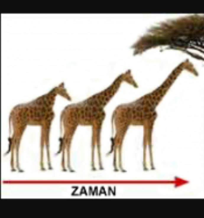 Evrim Kuramı Hakkında Yanılgılar