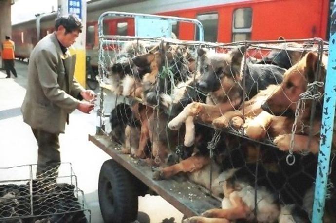 Yulin Köpek Yeme Festivali'ni Durdurun. Sen de patini kaldır ve imzanı ekle!