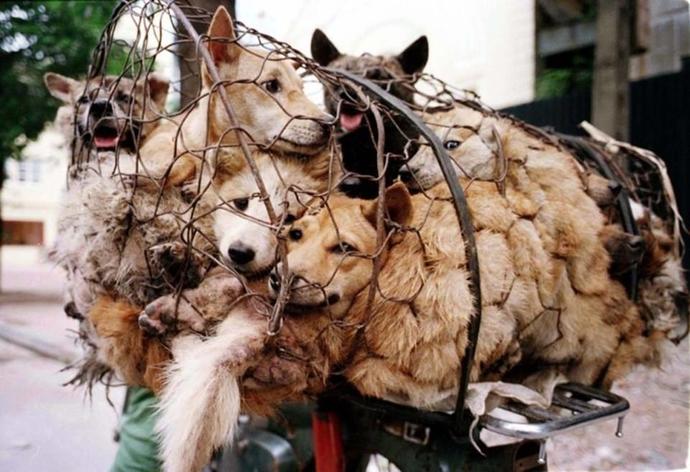 Yulin Köpek Yeme Festivali'ni Durdurun. Sen de patini kaldır ve imzanı ekle!