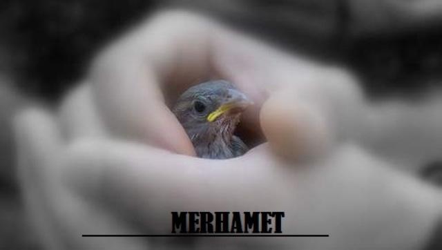 Hayatınızın Önemi ve Değeri 