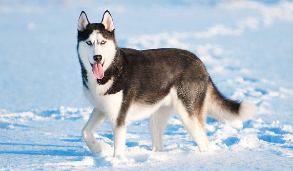 Köpek Cinslerinin Yavru Halleri