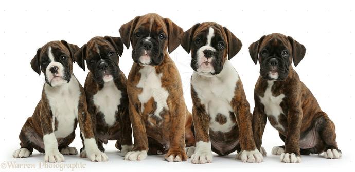 Köpek Cinslerinin Yavru Halleri