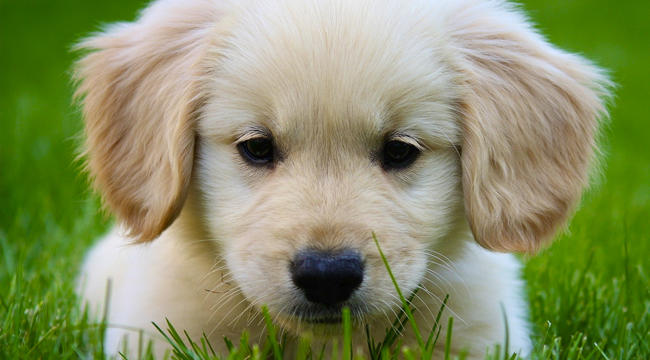 Köpek Cinslerinin Yavru Halleri