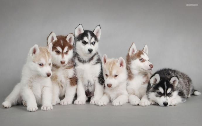 Köpek Cinslerinin Yavru Halleri