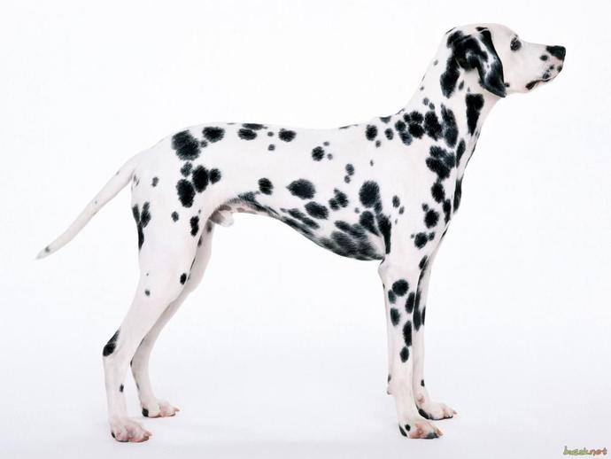 Köpek Cinslerinin Yavru Halleri
