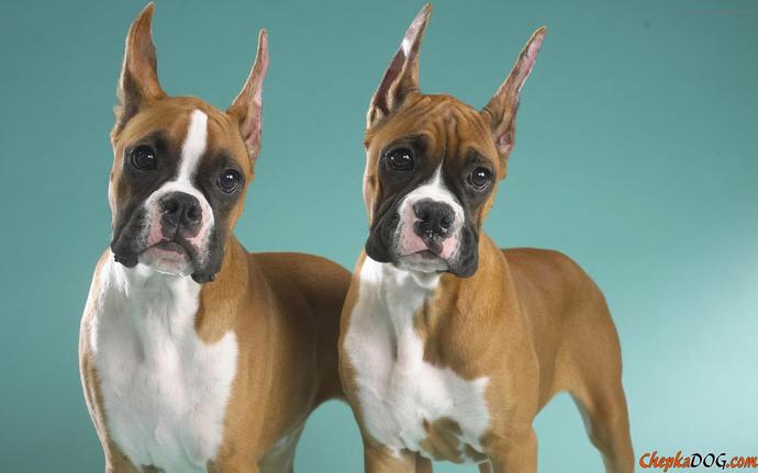 Köpek Cinslerinin Yavru Halleri