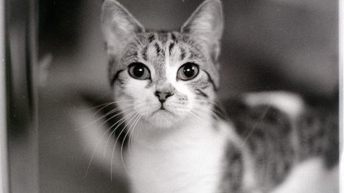 İslam dininde "KEDİ"nin yeri